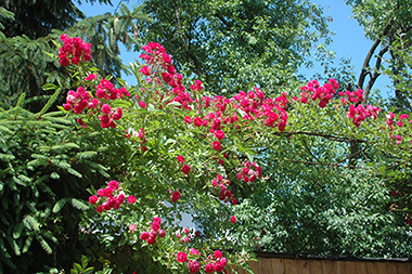 Crimson Rambler - Rosiers grimpants et rosiers lianes
