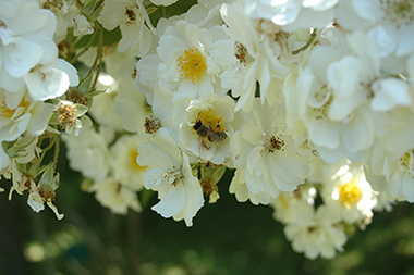 Rambling Rector - Rosiers grimpants et rosiers lianes