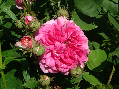 Russeliana - Rosiers grimpants et rosiers lianes
