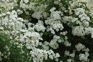 Seagull - Rosiers grimpants et rosiers lianes