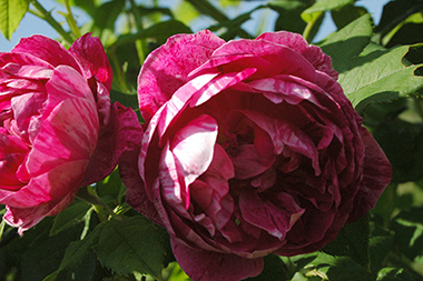 Commandant Beaurepaire - Rose Bourbon