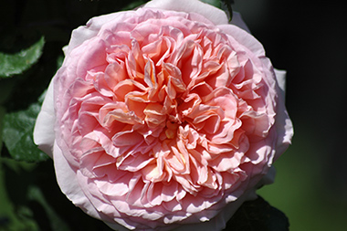 Abraham Darby - Roses anglaises