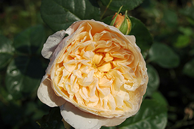 Charity - Roses anglaises