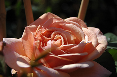 AUSfather - Roses anglaises