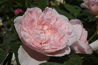 Eglantyne - Roses anglaises
