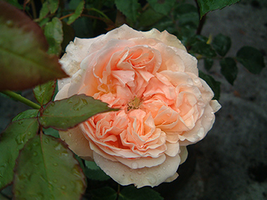 Evelyn - Roses anglaises