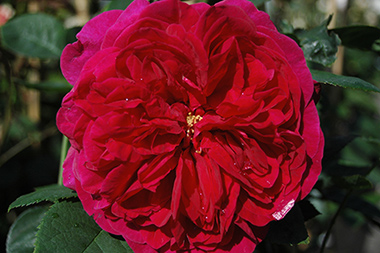 L. D. Braithwaite - Roses anglaises