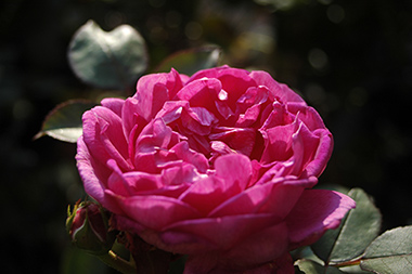 Noble Anthony - Roses anglaises
