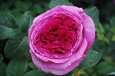 AUSlo - Roses anglaises