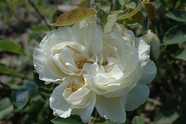 Kronprinzessin Viktoria - Rose Bourbon