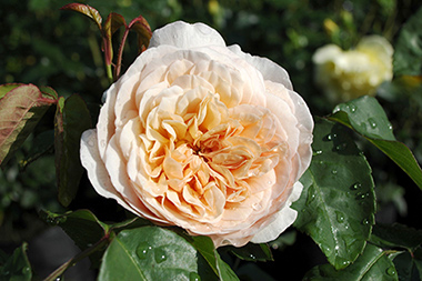 Sweet Juliet - Roses anglaises