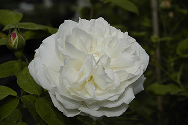 Winchester Cathedral - Roses anglaises