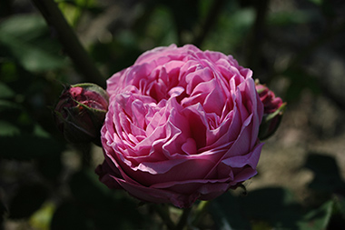 Louise Odier - Rose Bourbon