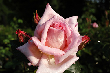 Compassion - Rosiers grimpants modernes