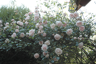 New Dawn - Rosiers grimpants modernes