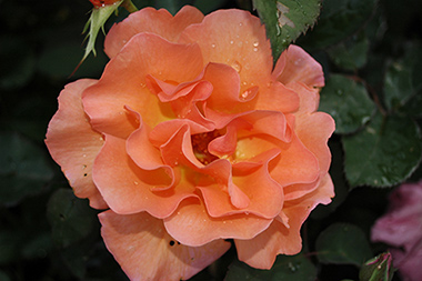 Orange Climber - Rosiers grimpants modernes