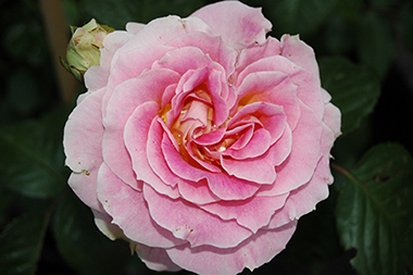 C�sar - Rosiers arbustifs modernes
