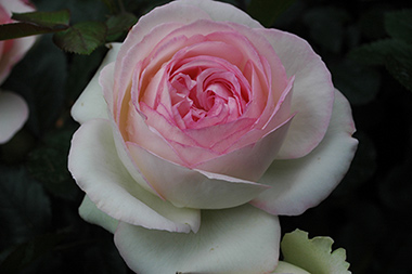Pierre de Ronsard ('Eden Rose 85') - Rosiers arbustifs modernes