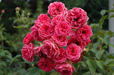 Elmshorn - Rosiers arbustifs modernes