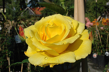 Lichtk�nigin Lucia - Rosiers arbustifs modernes