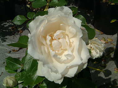 Princess of Wales (Harkness) - Rosiers arbustifs modernes