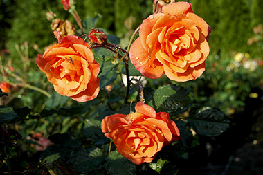 Westerland - Rosiers arbustifs modernes
