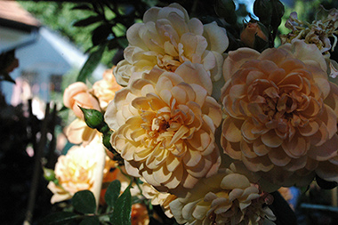 Sun Tan - Roses contemporaines de patios, couvre-sol et ruffles