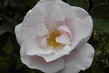 Souvenir de Sainte Anne - Rose Bourbon