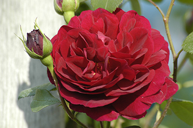 Tess of the d'Urbervilles - Roses anglaises