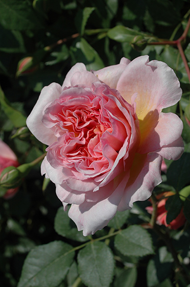 Anne Boleyn - Roses anglaises