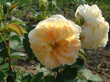 Yellow Button - Roses anglaises