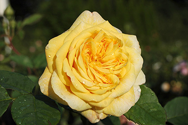 AUSling - Roses anglaises