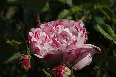 Variegata di Bologna - Rose Bourbon