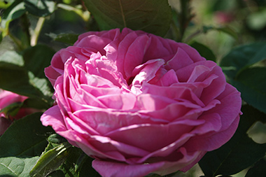 Comtesse C�cile de Chabrillant - Hybrides perp&eacute;tuels