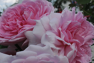 AUSwife - Roses anglaises