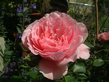Mecklenburg - Rosiers grimpants modernes