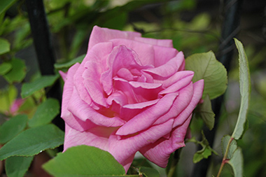 Z�phirine Drouhin - Rose Bourbon