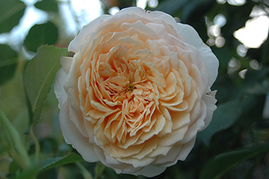 English Garden - Roses anglaises