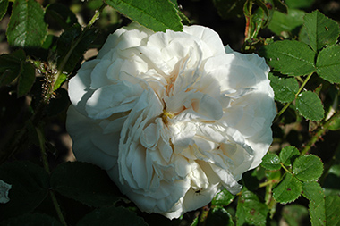 Blanchefleur - Rosa centifolia
