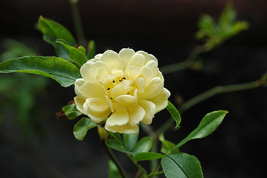 Banksiae Lutea - Rosiers grimpants et rosiers lianes