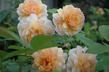 Grace - Roses anglaises