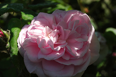 Fantin Latour - Rosa centifolia