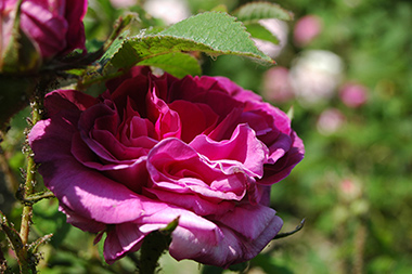 Robert le Diable - Rose gallique