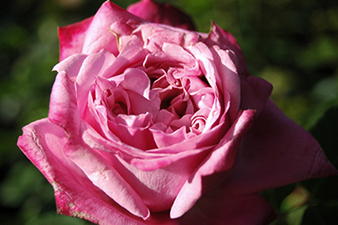 Agnes Schillinger - Rosa Generosa