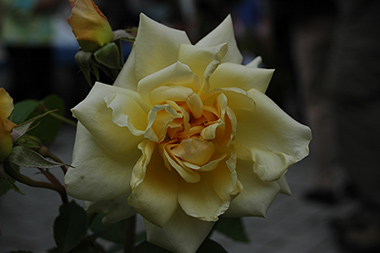 Claudia Cardinale - Rosa Generosa