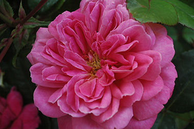 Dan Poncet - Rosa Generosa