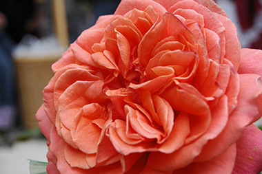 Emilien Guillot - Rosa Generosa