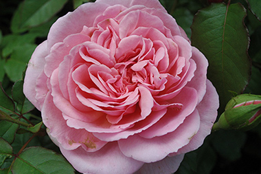Francis Blaise - Rosa Generosa