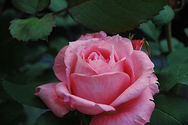 Institut Lumiere - Rosa Generosa