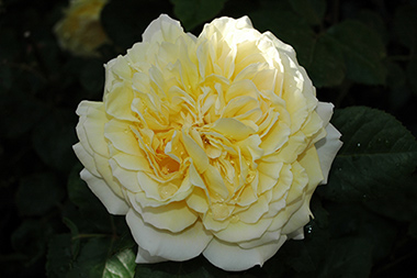 Joelle Marouani - Rosa Generosa